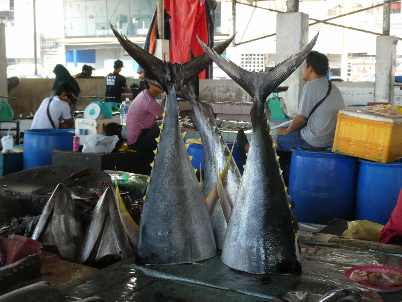 The fish market in Kota Kinabalu, Saba, Borneo