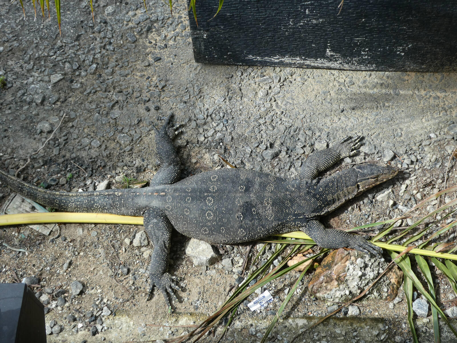 A lizard by the river in Malacca, Malaysia