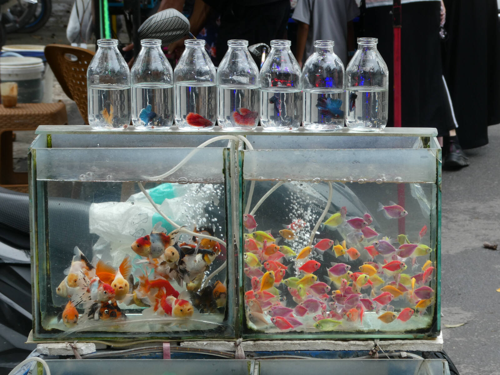 Colourful pet fish for sale in Bukittinggi, Indonesia