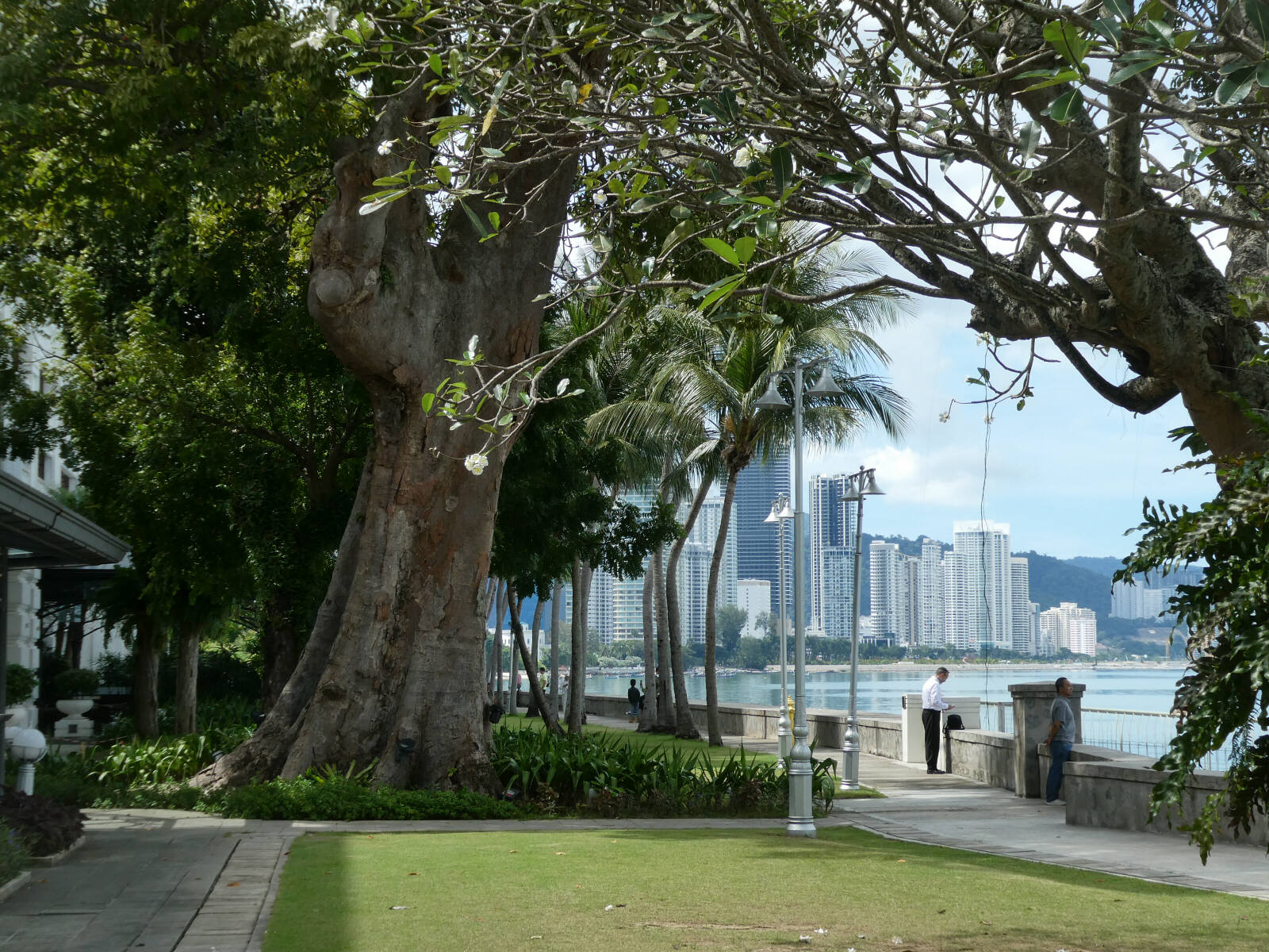 Java tree in the garden of the E and O hotel in Penang