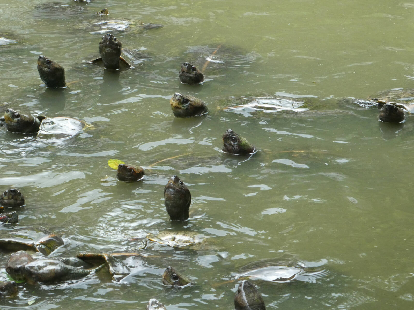 Turtle pond at Kek Lok Si temple in Penang, Malaysia