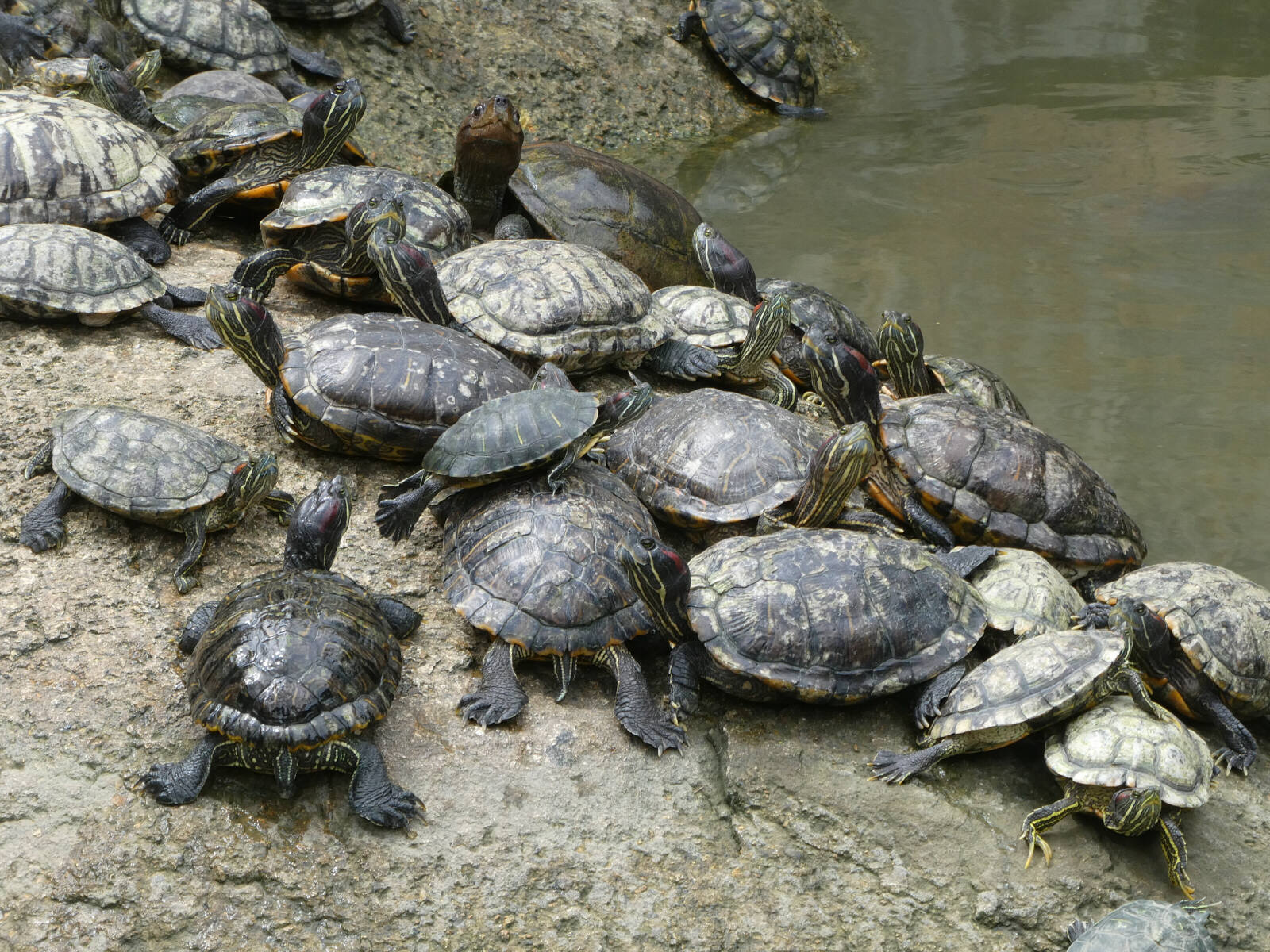 Turtles at Kek Lok Si temple in Penang, Malaysia