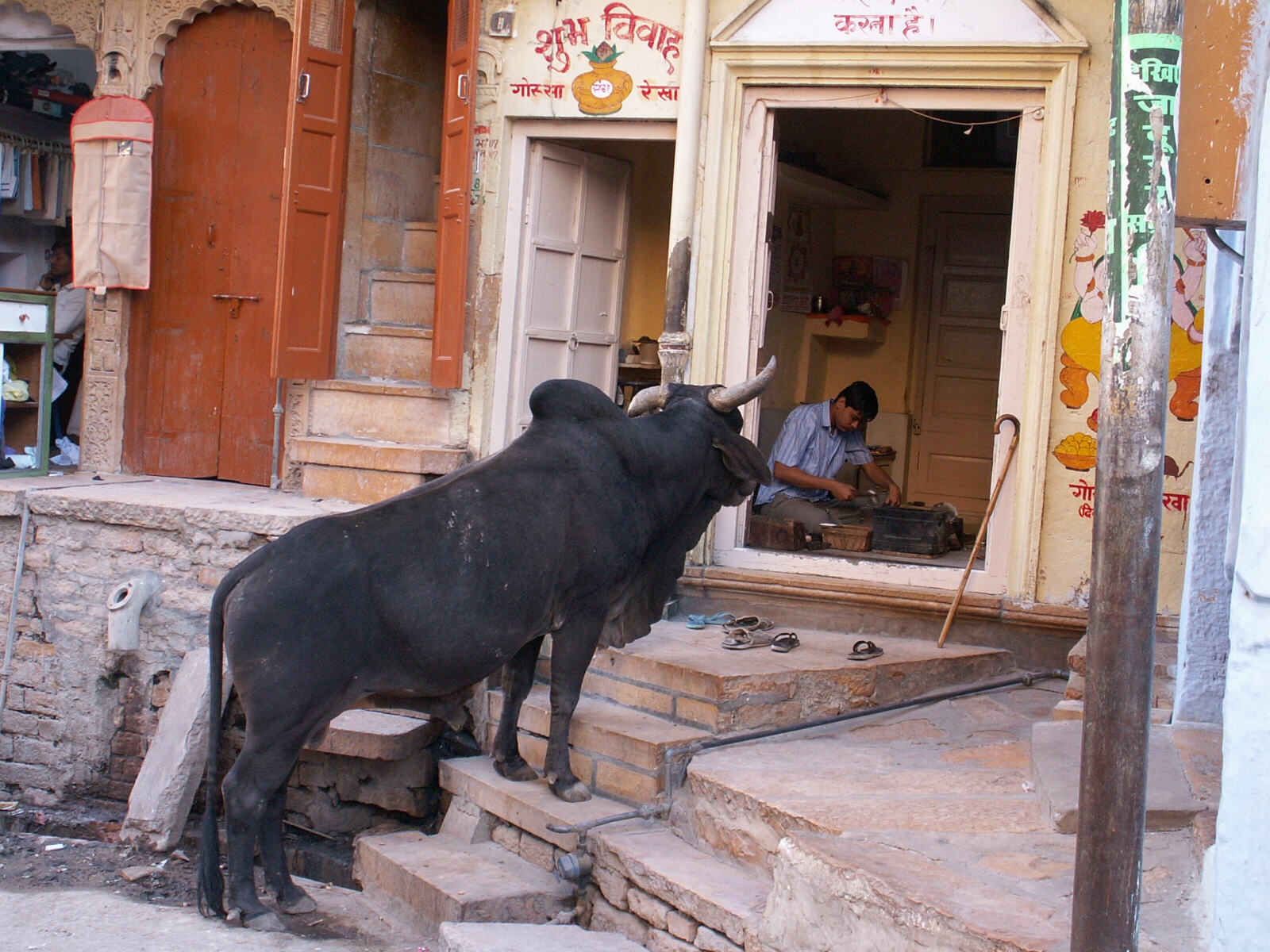 Dinnertime for a cow in Jaisalmer, Rajasthan in 2009