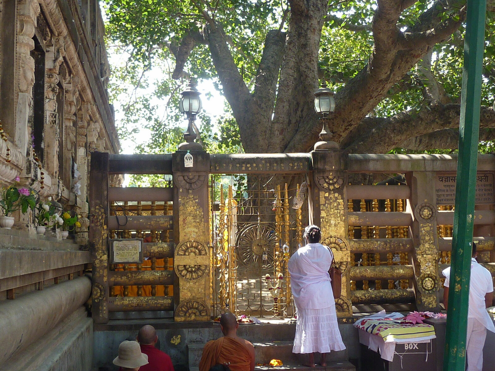 The Bodhi tree in Bodhgaya in Bihar, India in 2013