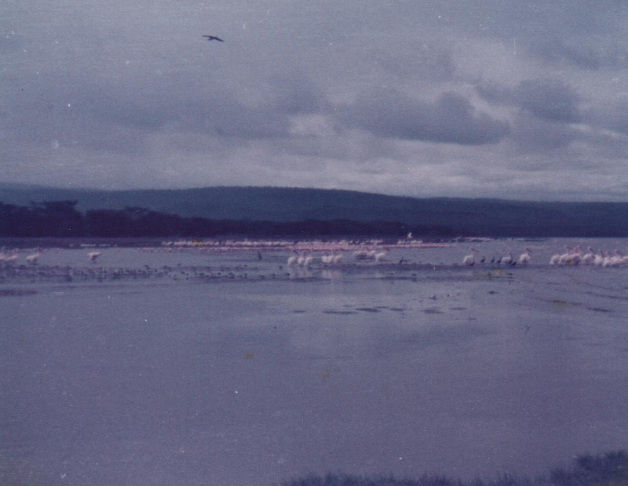 Pelicans and Flamingos on Lake Nakuru