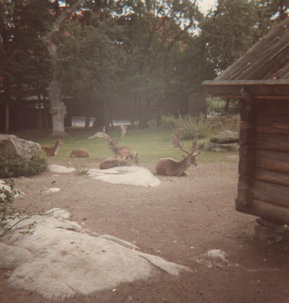 Fallow deer at Skansen